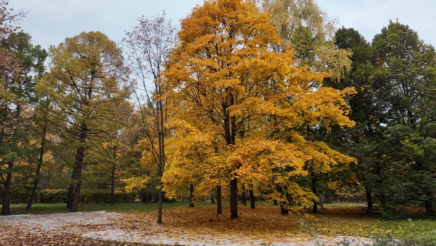 Beautiful autumn park with large trees covered in vibrant golden yellow and orange foliage. Fallen leaves cover the ground, creating a peaceful seasonal landscape with rich fall colors and natural scenery.