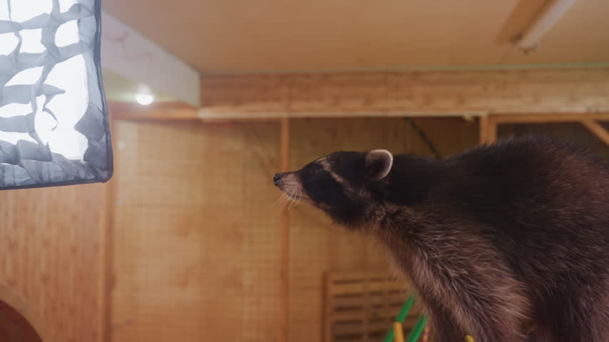 Raccoon exploring indoor wooden playground, climbing colorful ladder and rope net, sniffing red steering wheel and balancing on platform under warm studio lighting inside timber enclosure.