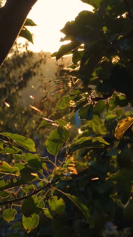 Golden sun rays shine through apple tree branches at mountain sunset. Scenic vertical video of warm sunlight, spider web, and green leaves in countryside.