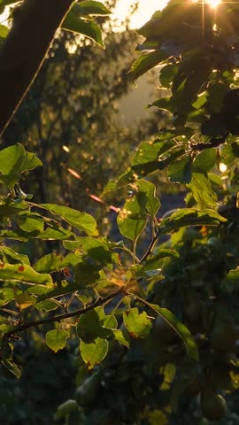 Golden sun rays shine through apple tree branches at mountain sunset. Scenic vertical video of warm sunlight, spider web, and green leaves in countryside.