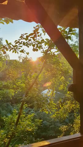 Golden sun rays shine through apple tree branches at mountain sunset. Scenic vertical video of warm sunlight, spider web, and green leaves in countryside.