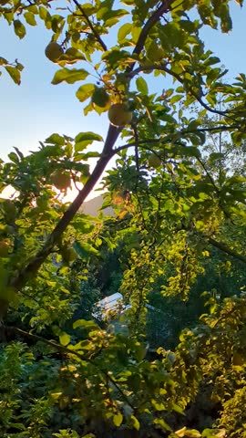 Golden sun rays shine through apple tree branches at mountain sunset. Scenic vertical video of warm sunlight, spider web, and green leaves in countryside.