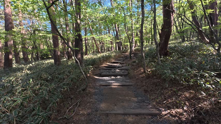 Wooded dirt path through Yeongsil Trail in Hallasan National Park, Jeju Island, South Korea.