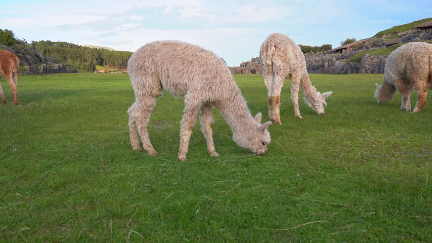 Group of fluffy alpacas graze in a grassy field