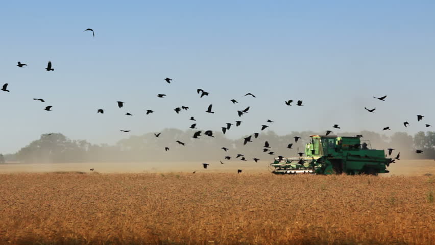 Summer. Cloudless day. Harvesting. Harvester moves through the field. A flock of