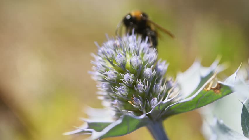 Close view of bumblebee feeding on vibrant purple thistle flower surrounded by blurred green background. Natural light highlights textures and colors of flower and insect in garden setting