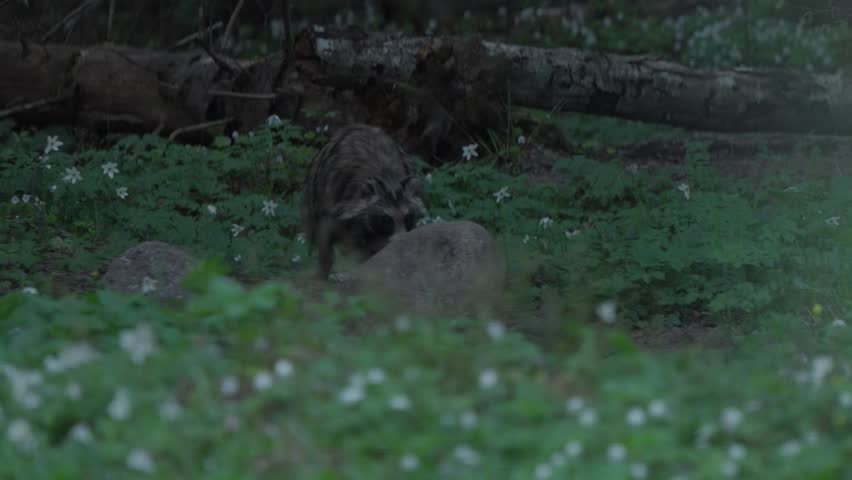 Common raccoon dog hides behind a rock, lowering and raising its head in slow motion with slight camera drift, in an Estonian forest clearing with spring groundcover.