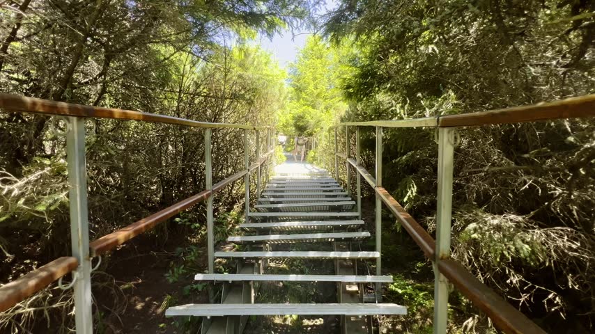 A persone walking up a metal staircase with railings on a hiking trail through dense green pine trees and bushes in the Ceahlau mountains.