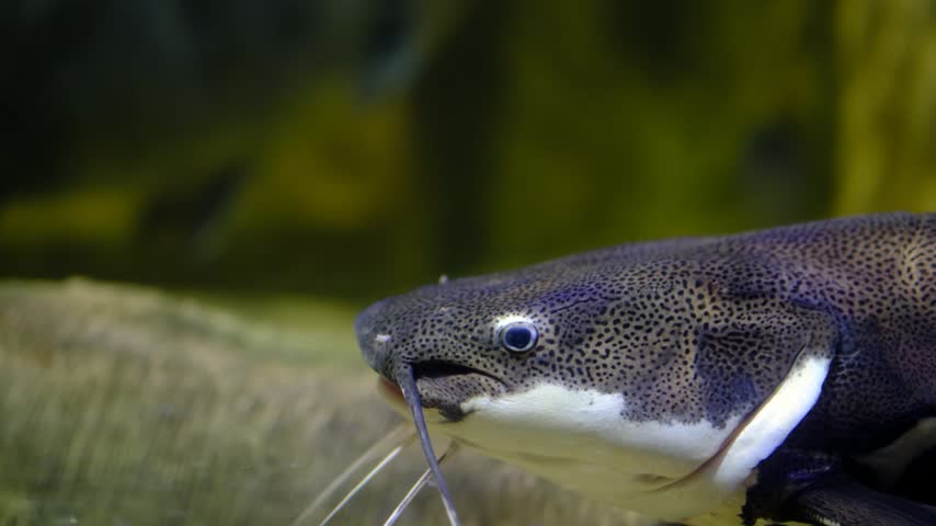 Detailed Portrait of a Redtail Catfish. Redtail Catfish with Distinctive Red Tail Close Up. Phractocephalus hemioliopterus Tropical Freshwater Fish.