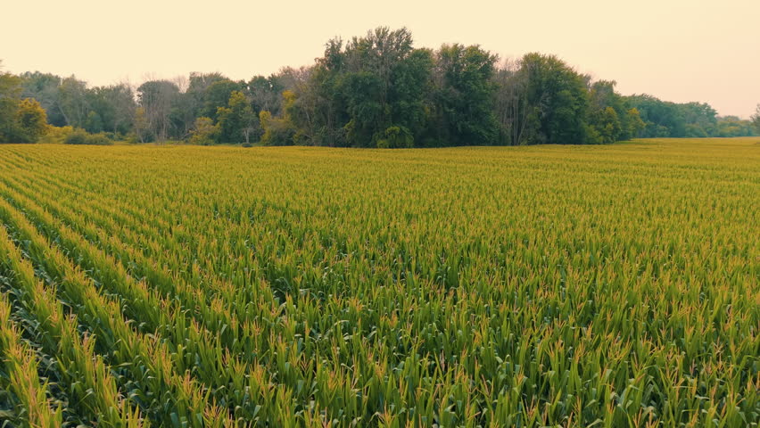 Rows of mature corn stretch toward a distant tree line as the drone pushes back in warm evening light, useful for agriculture, farming, or rural landscape themes.