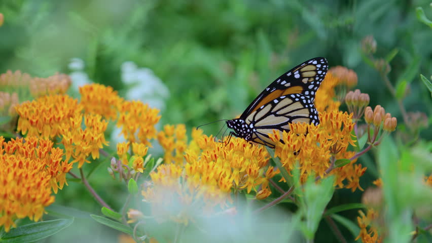 Monarch butterfly resting on orange milkweed flowers in Central Park, New York City