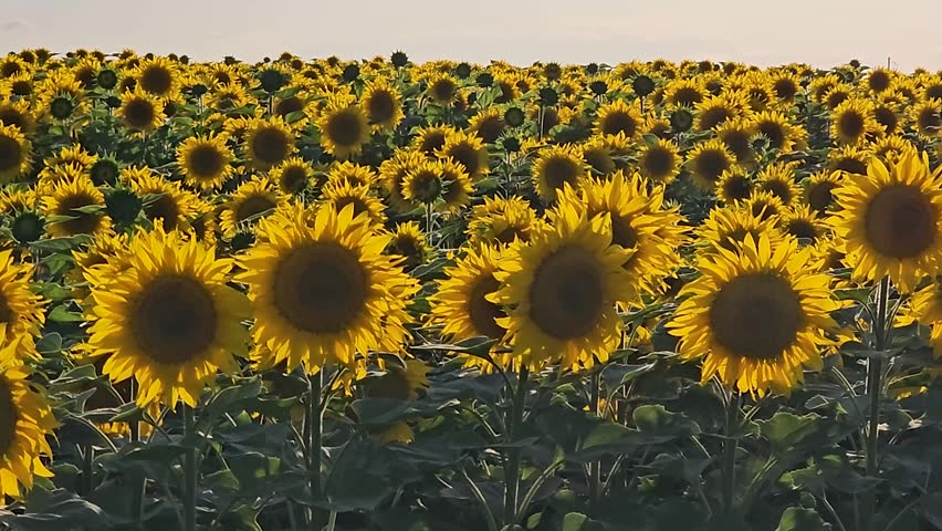 Endless sunflower field blooming under bright summer sunshine with thousands of yellow flowers across the rural countryside landscape