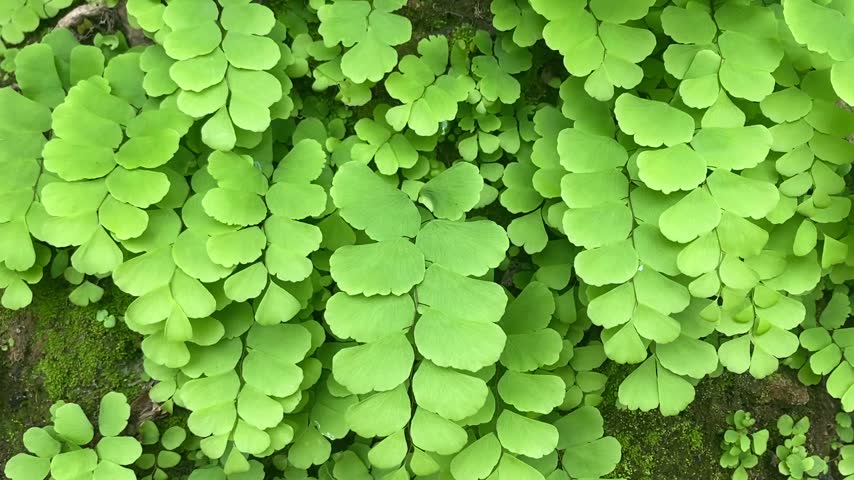 Amazing view of the green fern leaves on the plant