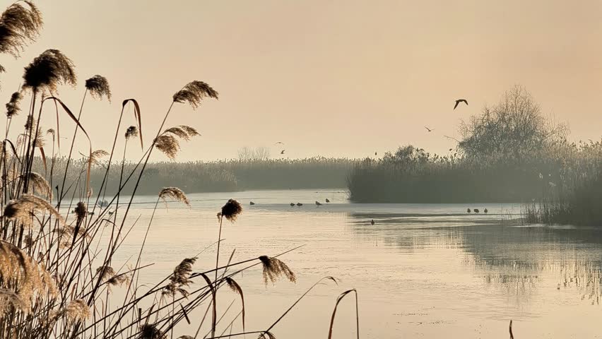 Sunrise over lake with ducks and reed plants in warm haze, wildlife nature concept. Lake water reflects light softly, lake scene tranquil with birds and natural environment in early morning setting
