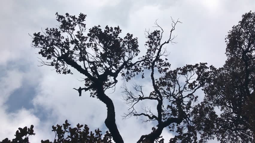 A crow sits on a tree branch in silhouette against a cloudy sky