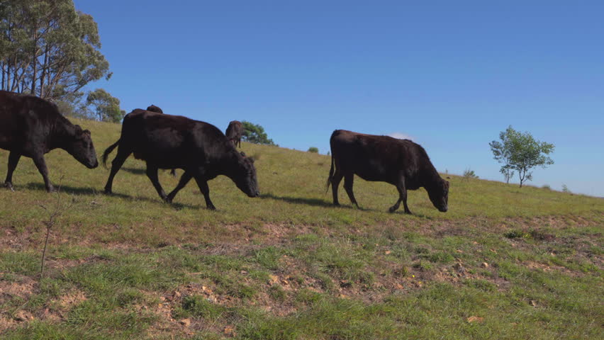 Moving gimbal shot passing a herd of black cattle grazing on an open grassy hillside in rural New South Wales, Australia.