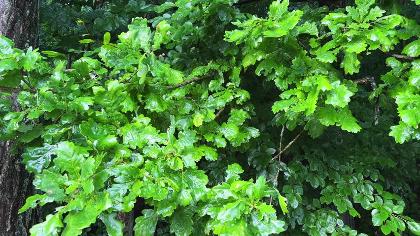 Branches of the white oak with wet leaves in a forest, view while panning at summer overcast rainy morning
