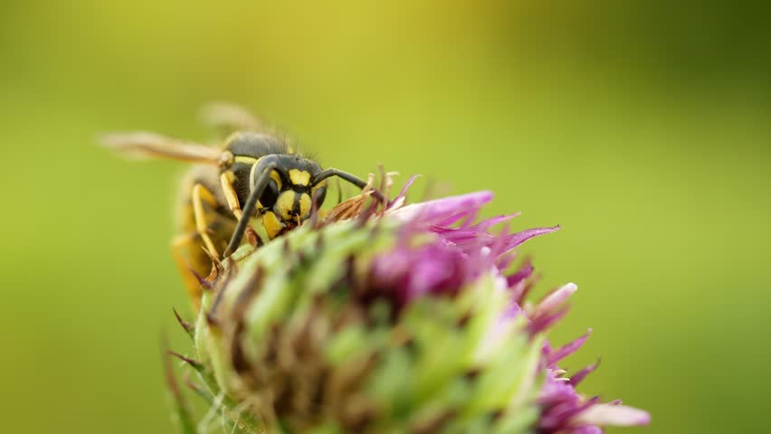 Vespula vulgaris macro common wasp closeup germanica paravespula vulgaris species eusocial vespid European wasp yellow jacket perched on a blooming purple thistle bud flower thistle genus Cirsium