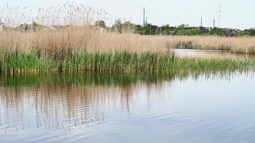Calm river water ripples gently near wild shore with dense yellow reed. Scenic lakeside view with tall dry grass reflects on mirror water surface during morning sunrise. Beautiful country landscape