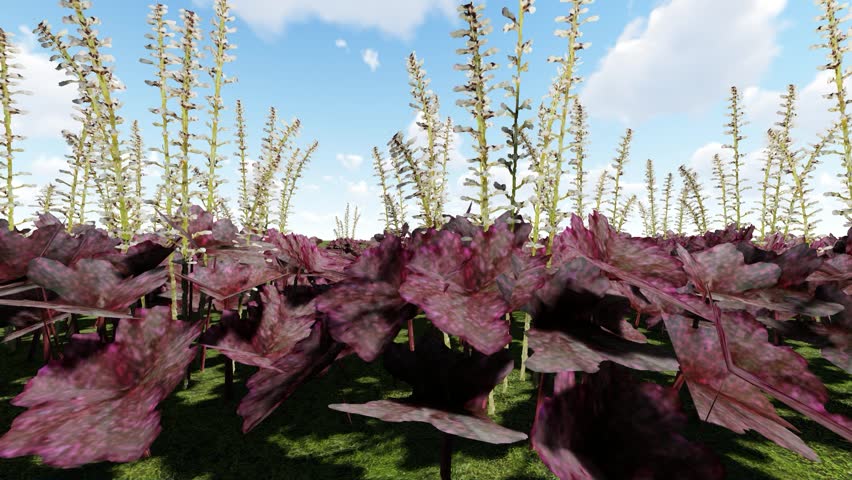Beauty of Alumroot Orange Color Flower 