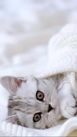 A cute kitten wrapped in a warm white blanket looking up, sweet domestic pet, cozy lifestyle concept, adorable animal portrait.