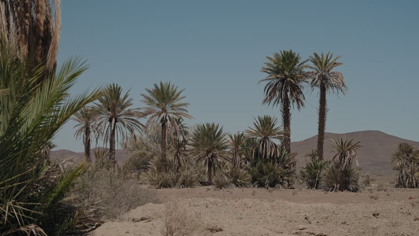 Cluster of date palms on dry sandy ground with bare desert hills behind in Morocco