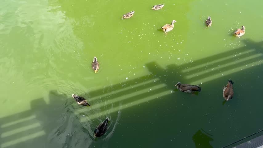 High angle view of wild ducks swimming in blooming green pond water near water lily pads and rocky shore. Scenic park landscape with willow tree, green lawn, and clear blue sky.