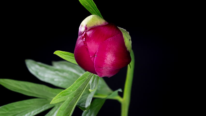 Red Peony Open Flower in Time Lapse on a Black Background. Wedding Concept. Side View on Pink Flower