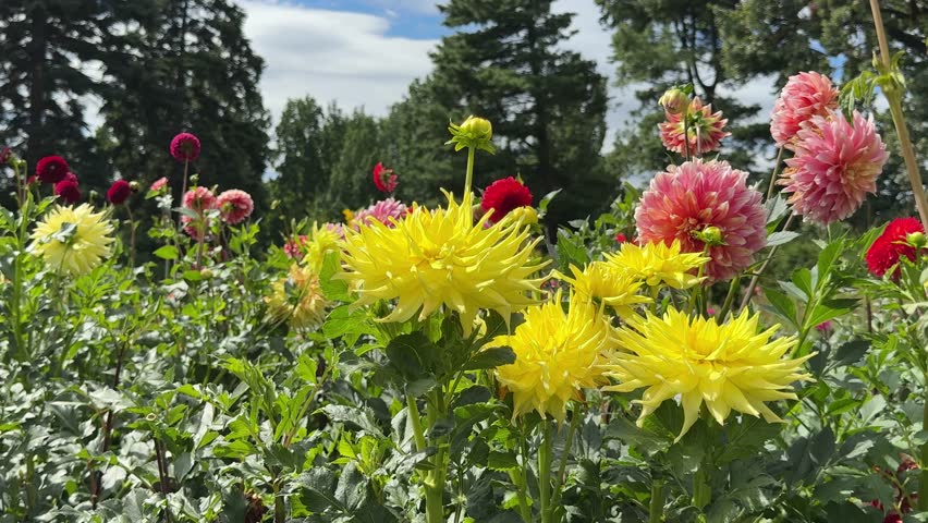 Dahlia yellow and pink flowers flowerbed.