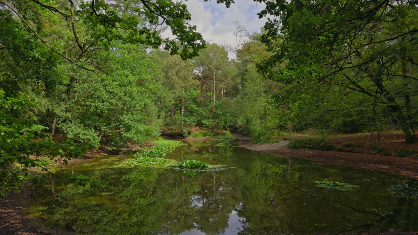Forest pond with an unusually low water level reveals severe drought conditions, surrounded by lush green trees in midsummer beneath a clear blue sky, highlighting water scarcity.