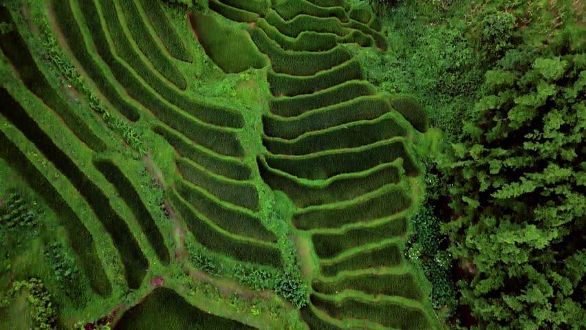 Layered rice terraces hugging Vietnam hillside, patchwork amongst jungle trees, bird seye aerial drone lift.