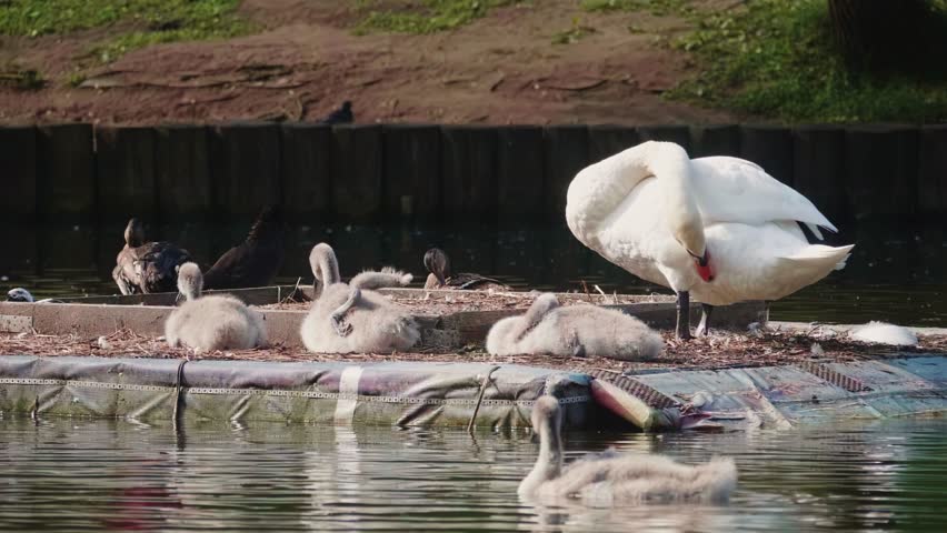 An adult mute swan grooms itself next to its adorable cygnets resting on a floating platform on a park pond, surrounded by other ducks and wild birds.
