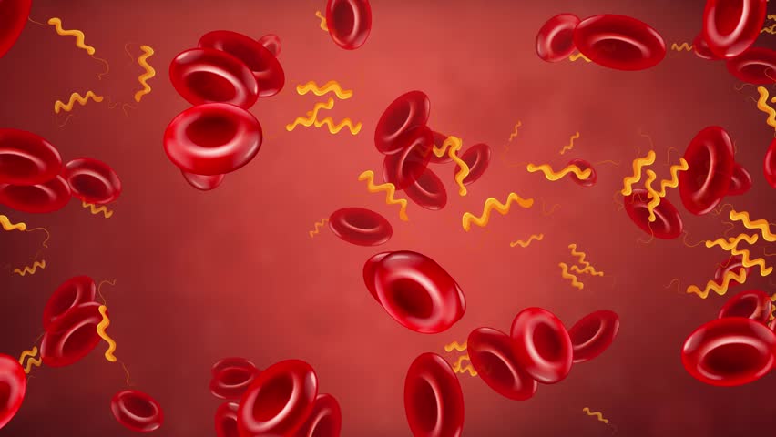 Animated red blood cells and spiral bacteria drift horizontally across a red microscopic background.