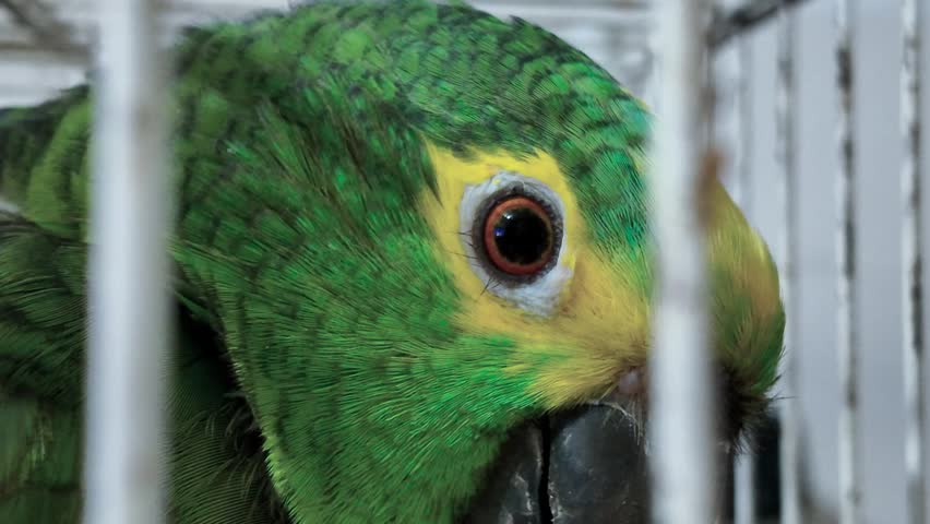 Close-up of a green parrot focusing on its eye and detailed facial feathers while sitting inside a cage. The bird’s eye, colorful plumage and cage bars create a detailed wildlife and pet bird scene.