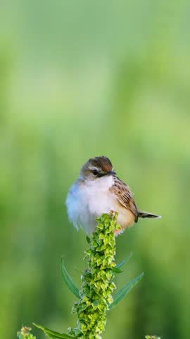 Close up of a tiny brown songbird perched on top of a green plant stem against a vibrant smooth green bokeh background