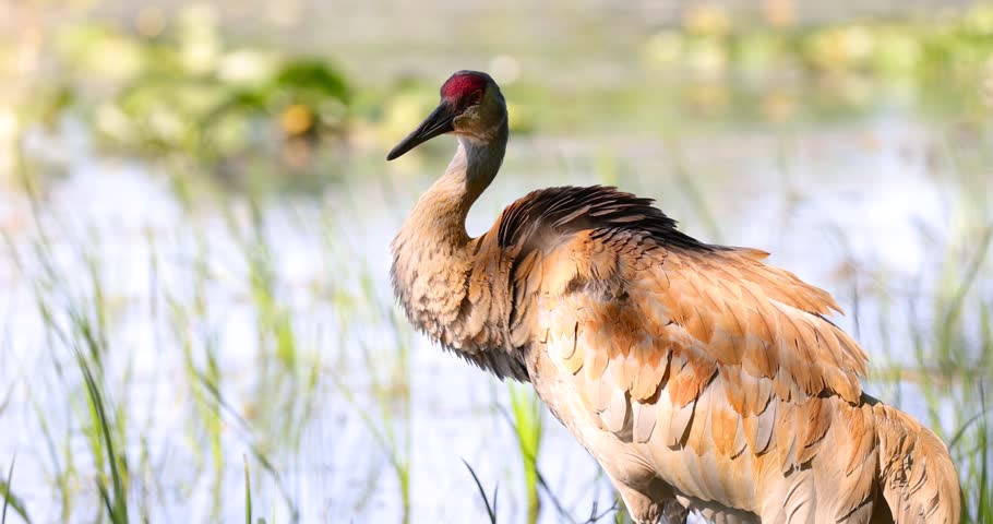 Majestic sandhill crane standing in a wetland and grooming its beautiful brown plumage.