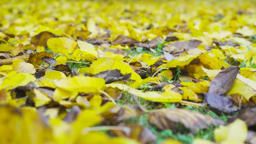 Close Up View of Fallen Yellow Autumn Leaves Covering the Ground in a Park