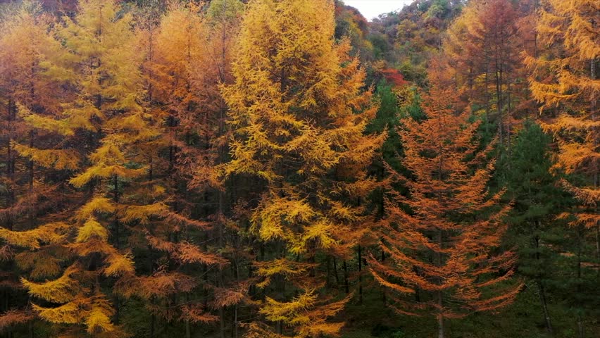 Dense Forest Landscape Featuring Vibrant Yellow and Orange Autumn Foliage in Seasonal Light