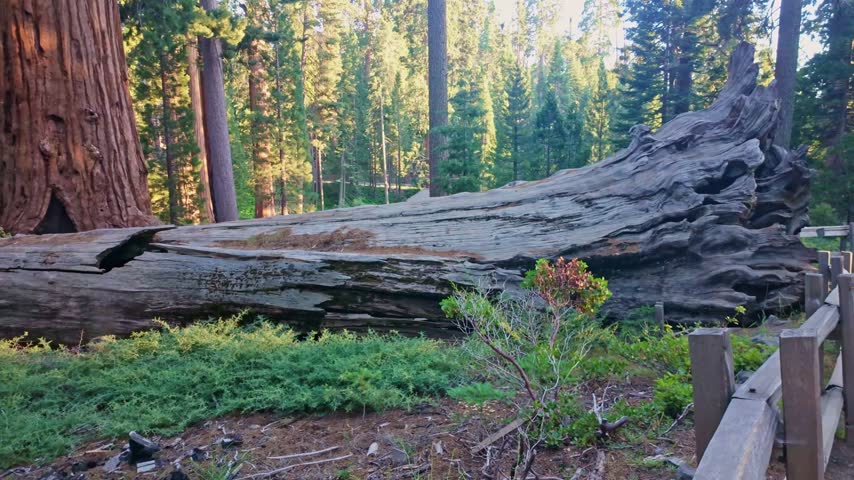 Michigan Tree, a fallen giant sequoia along General Grant Trail in Kings Canyon National Park at sunrise