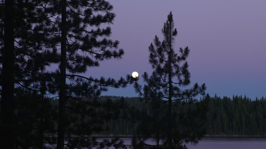 Full moon glows between pine trees above quiet forest lake, creating a peaceful twilight scene with dark silhouettes, purple sky and calm water in a remote wilderness landscape