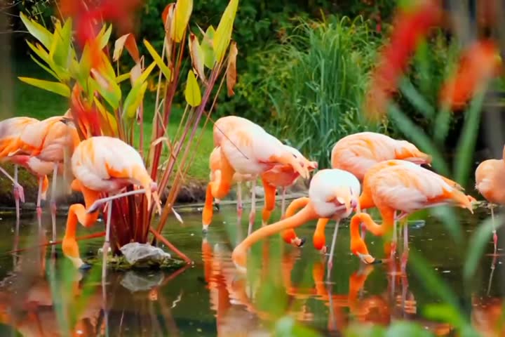 A beautiful new cute American flamingo birds.