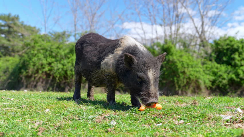 A small black and white pig stands on a grassy field, sniffing and eating chopped carrot pieces on the ground, a farm animal feeding scene.