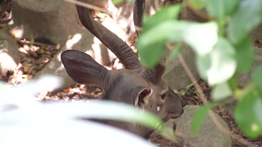 A majestic antelope peaks out from behind dense green foliage in a rocky habitat.Its long, spiraled horns and prominent dark ears are beautifully captured as it peers curiously through the leaves, creating a mysterious and natural wildlife portrait.