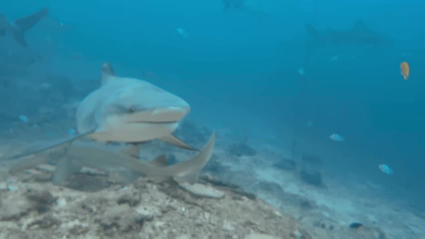 Sharks scuba diving in Fiji