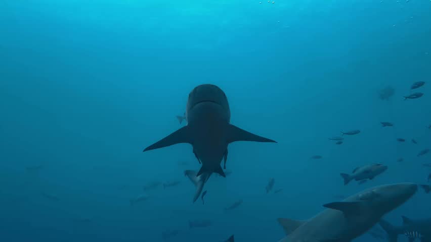 Sharks scuba diving in Fiji