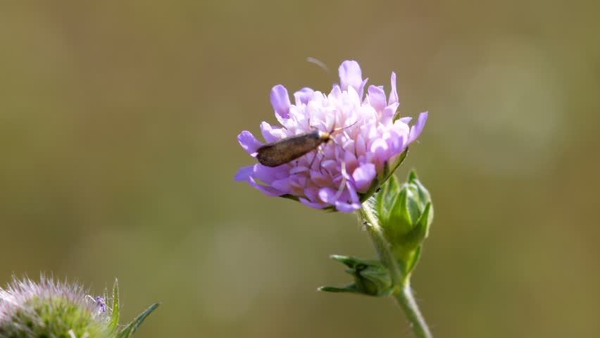 Small moth with long antennae perched on a bright purple flower in warm sunlight, showing detailed wings and soft natural blurred background in a summer meadow.