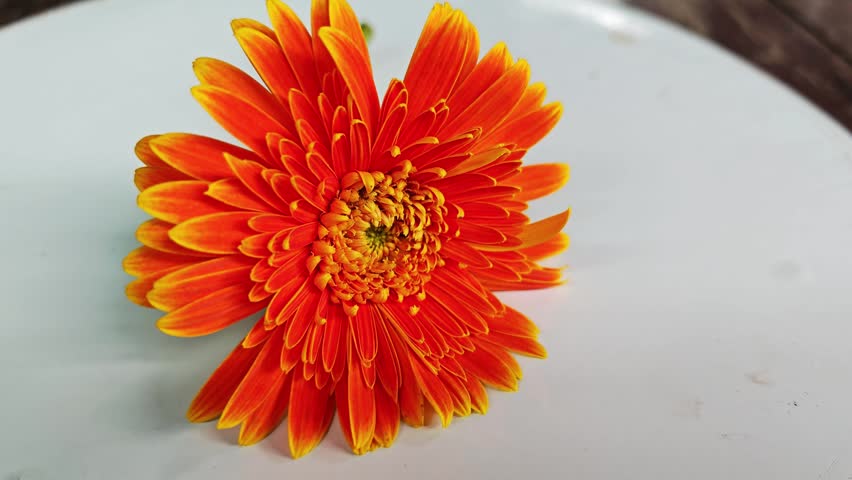 Close up of orange gerbera daisy flower on white plate.