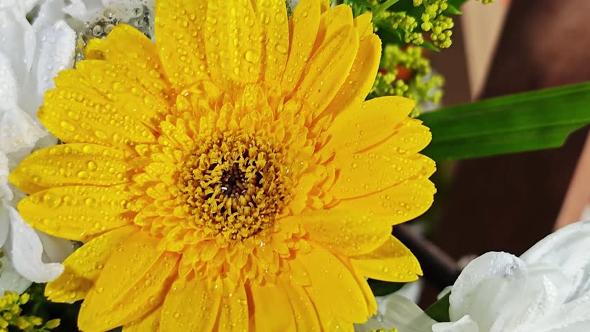 Macro yellow gerbera daisy with detailed core and water drops.