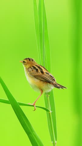Close up of a beautiful small bird with brown and black striped feathers acrobatically balancing on vibrant green grass blades against a smooth green background