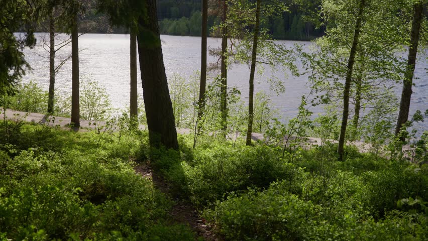 Scenic view of peaceful woodland trail leading towards shimmering lake water surface under bright sunlight. Cinematic nature footage showcasing lush green foliage and calm environment.